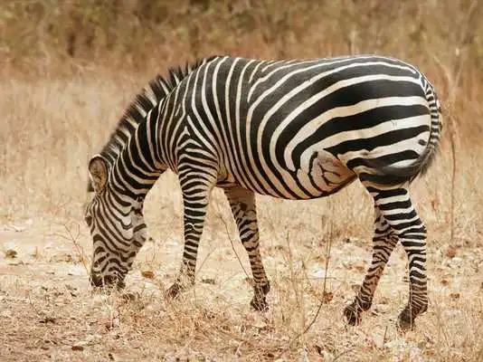 Play Cute Zebras Wallpaper Images Play Cute Zebras Wallpaper Images