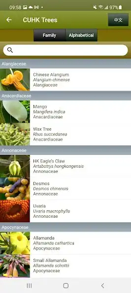 Play CU Trees as an online game CU Trees with UptoPlay