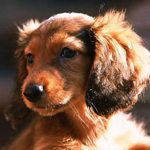 Play Dachshund Jigsaw Puzzle APK