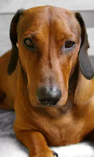 Play Dachshund Jigsaw Puzzle as an online game Dachshund Jigsaw Puzzle with UptoPlay