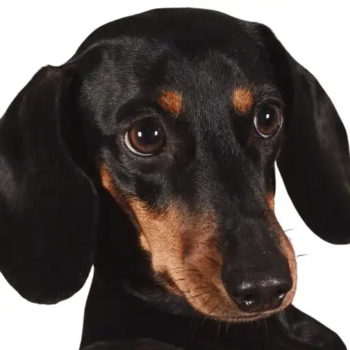 Play Dachshunds Wallpaper APK