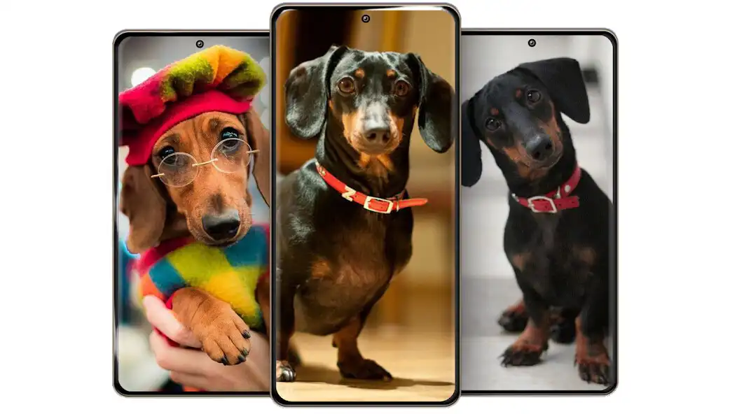 Play Dachshunds Wallpaper  and enjoy Dachshunds Wallpaper with UptoPlay