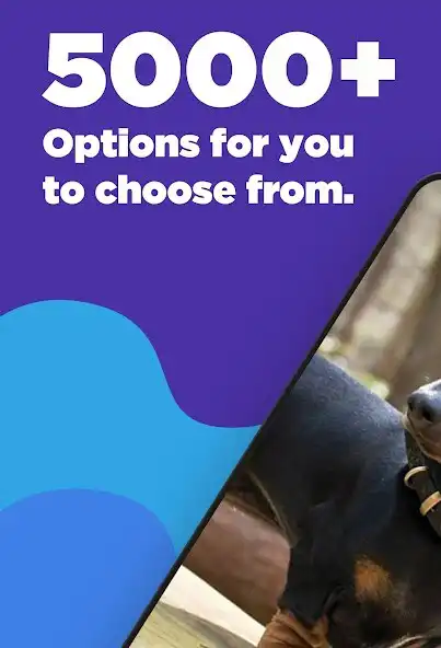 Play Dachshunds Wallpaper as an online game Dachshunds Wallpaper with UptoPlay