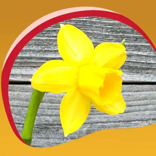 Free play online Daffodils Live Wallpapers  APK