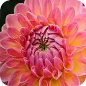 Free play online Dahlias Wallpapers APK Free play online Dahlias Wallpapers APK