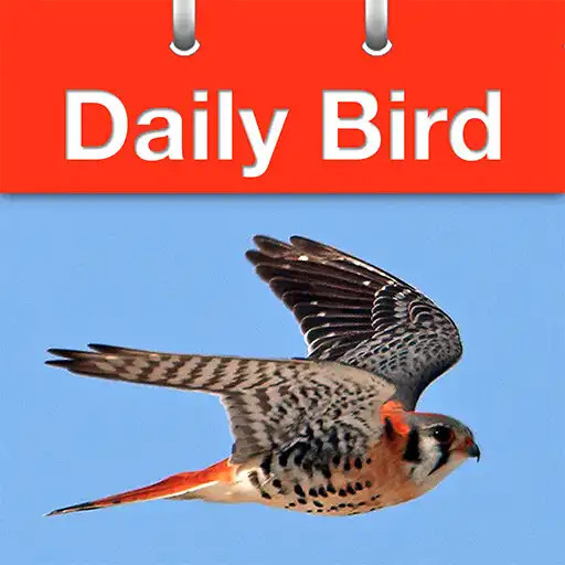Play Daily Bird APK Play Daily Bird APK