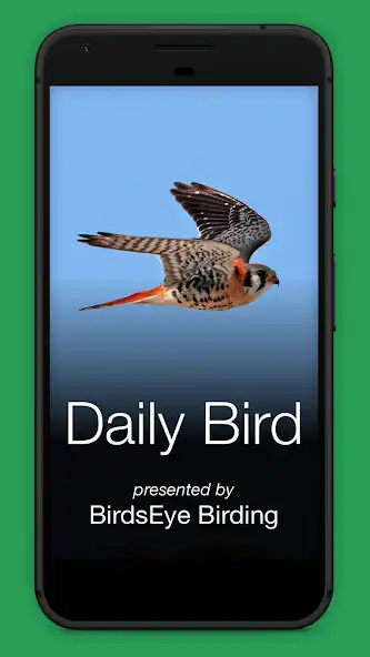 Play Daily Bird  and enjoy Daily Bird with UptoPlay