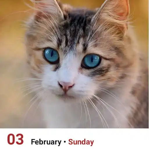 Play Daily Cat Calendar with Widget FriendlyCalendars APK Play Daily Cat Calendar with Widget FriendlyCalendars APK