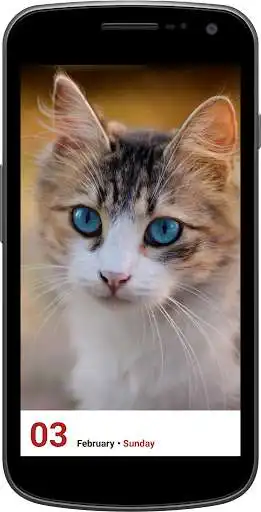 Play Daily Cat Calendar with Widget FriendlyCalendars  and enjoy Daily Cat Calendar with Widget FriendlyCalendars with UptoPlay