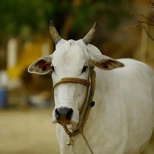 Play Dairy Mitra APK Play Dairy Mitra APK