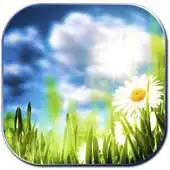 Free play online Daises APK