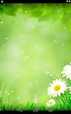 Play Daises Play Daises