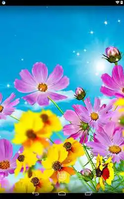 Play Daises Play Daises