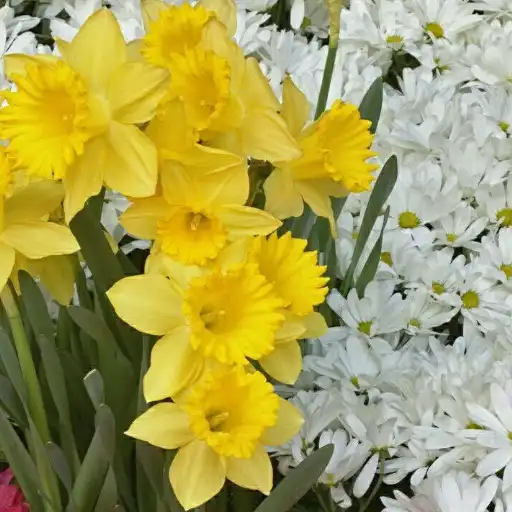 Play Daisies Flower Keyboard APK