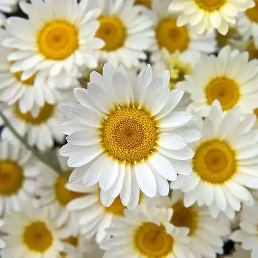 Play Daisies HD Wallpaper Background APK