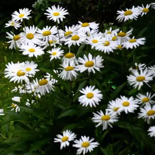 Free play online Daisies Live Wallpaper APK