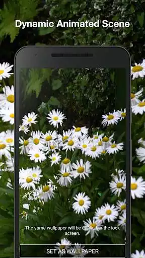 Play Daisies Live Wallpaper