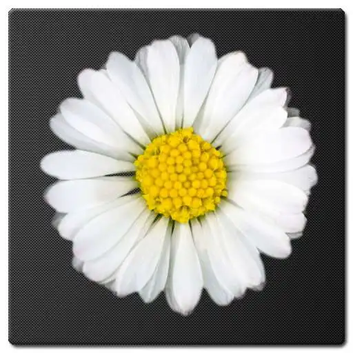 Run free android online Daisy Battery Widget Lite APK