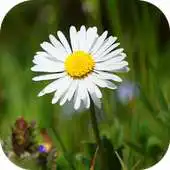 Free play online DaisyBG APK
