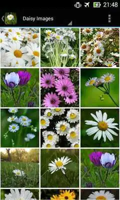 Play DaisyBG