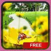 Free play online Daisy Butterfly Garden LWP APK Free play online Daisy Butterfly Garden LWP APK