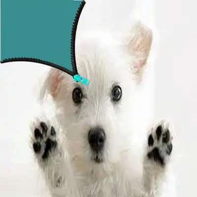 Play Daisy dog zipper lock screen