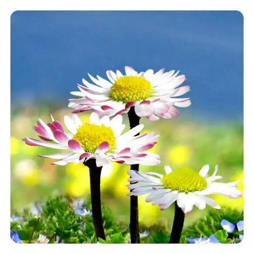 Free play online Daisy Flowers Free Wallpaper APK Free play online Daisy Flowers Free Wallpaper APK