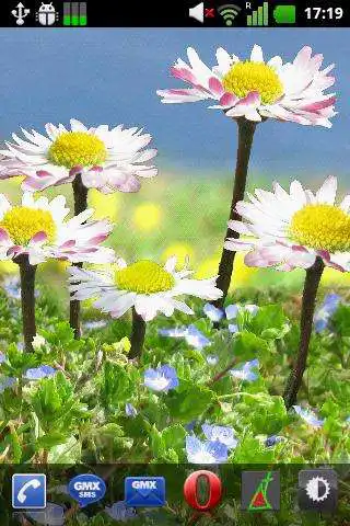 Play Daisy Flowers Free Wallpaper