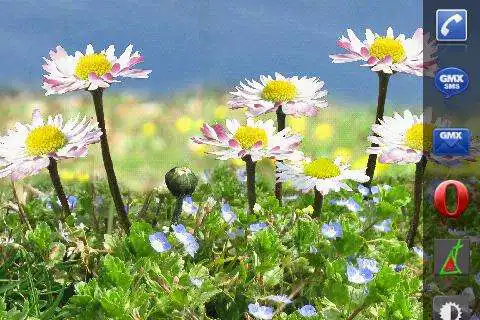 Play Daisy Flowers Free Wallpaper