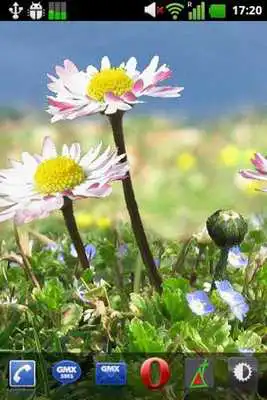 Play Daisy Flowers Free Wallpaper
