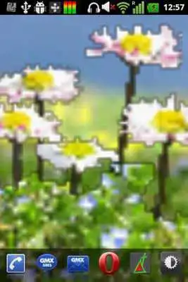 Play Daisy Flowers Free Wallpaper