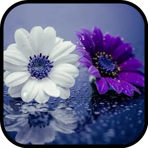 Play Daisy Flowers wallpapers APK Play Daisy Flowers wallpapers APK