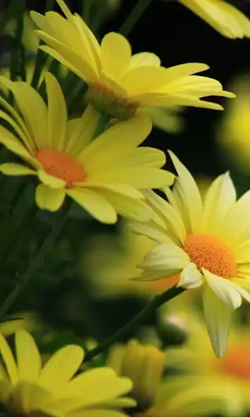 Play Daisy Flowers wallpapers  and enjoy Daisy Flowers wallpapers with UptoPlay