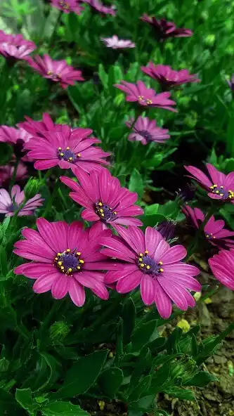 Play Daisy Flowers wallpapers as an online game Daisy Flowers wallpapers with UptoPlay