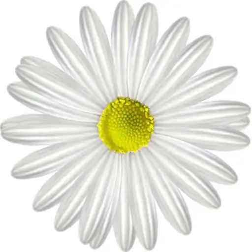 Play Daisy Fortune - Loves me Loves me not APK