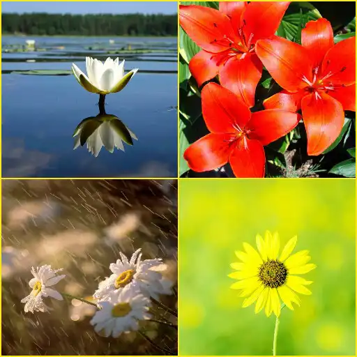 Play Daisy, Lily, Water Lily Wallpapers APK