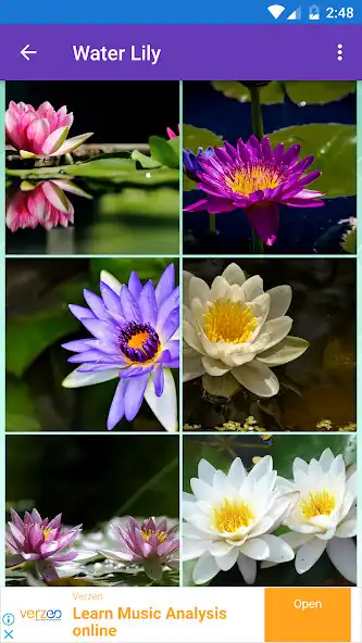 Play Daisy, Lily, Water Lily Wallpapers  and enjoy Daisy, Lily, Water Lily Wallpapers with UptoPlay