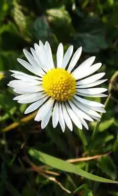 Play Daisy Wallpaper Play Daisy Wallpaper