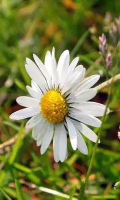 Play Daisy Wallpaper Play Daisy Wallpaper