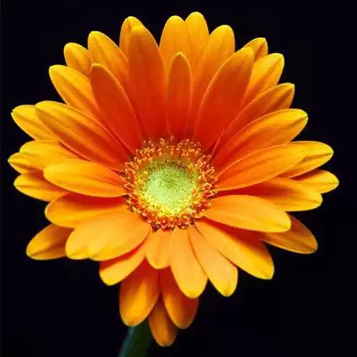 Play Daisy Wallpapers HD APK Play Daisy Wallpapers HD APK