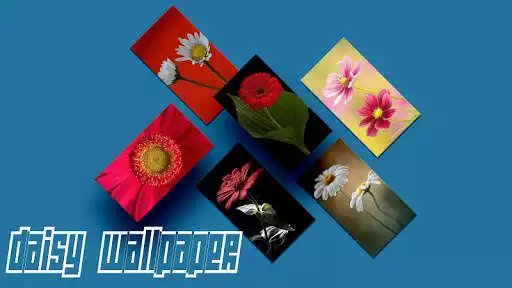Play Daisy Wallpapers HD  and enjoy Daisy Wallpapers HD with UptoPlay