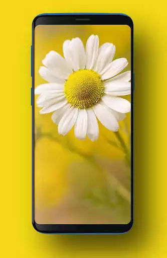 Play Daisy Wallpapers HD as an online game Daisy Wallpapers HD with UptoPlay