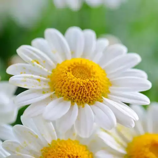Play Daisy Wallpapers APK