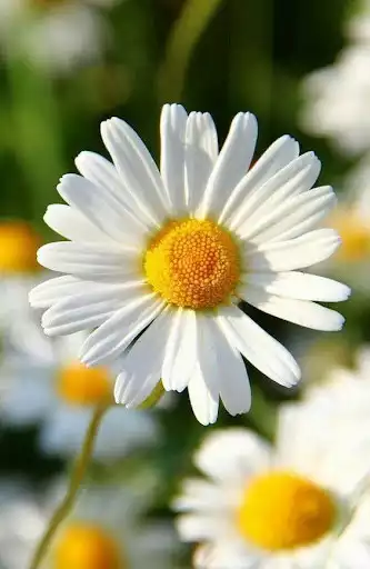 Play Daisy Wallpapers and enjoy Daisy Wallpapers with UptoPlay Play Daisy Wallpapers and enjoy Daisy Wallpapers with UptoPlay