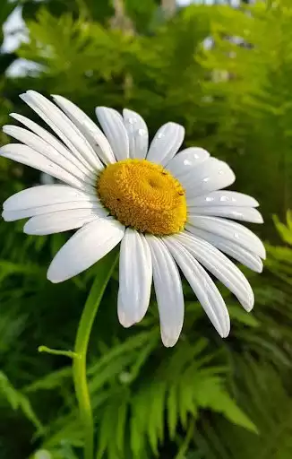 Play Daisy Wallpapers as an online game online Daisy Wallpapers with UptoPlay Play Daisy Wallpapers as an online game Daisy Wallpapers with UptoPlay