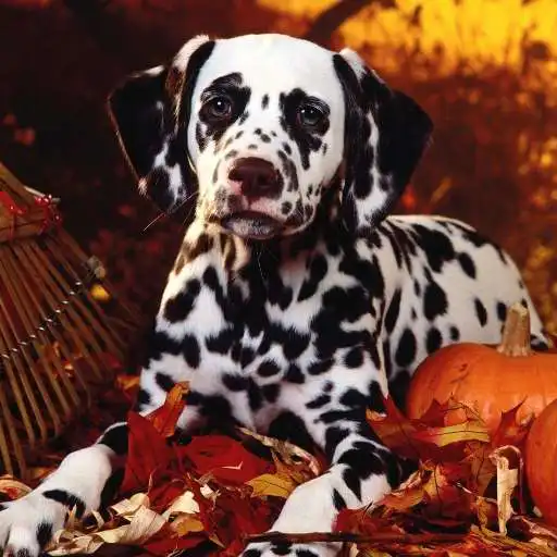 Free play online Dalmatian Dog HD Image APK