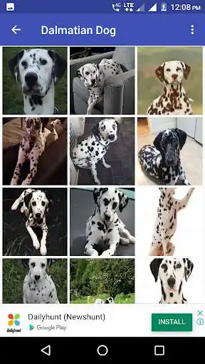 Play Dalmatian Dog HD Image