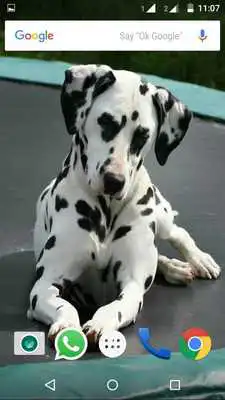 Play Dalmatian Dog HD Image