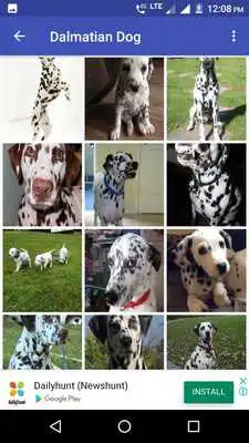 Play Dalmatian Dog HD Image