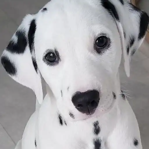 Play Dalmatian APK Play Dalmatian APK